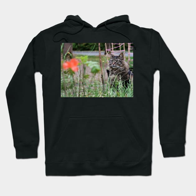 Grey tabby cat in summer looking at the poppy flower with great interest. Hoodie by fantastic-designs